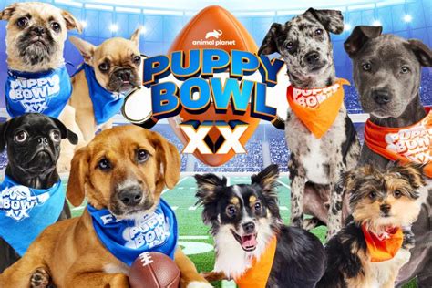 Puppy Bowl 2024 Winner Picture